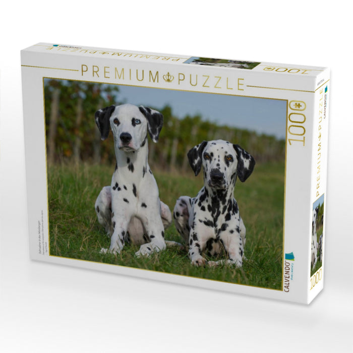 Dalmatiner in den Weinbergen - CALVENDO Foto-Puzzle'