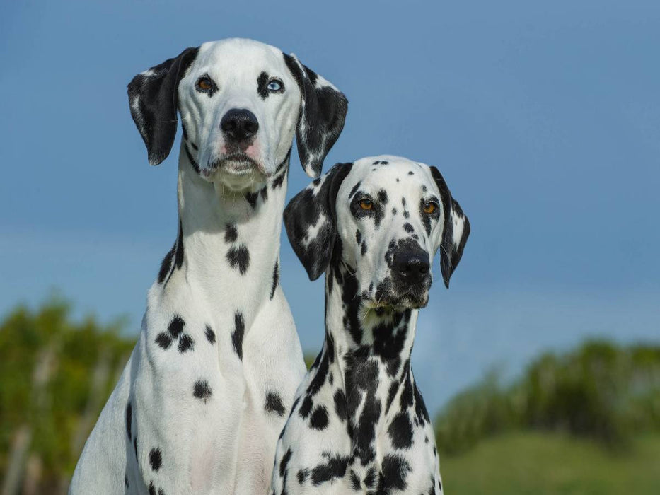 Traumhund Dalmatiner - CALVENDO Foto-Puzzle'