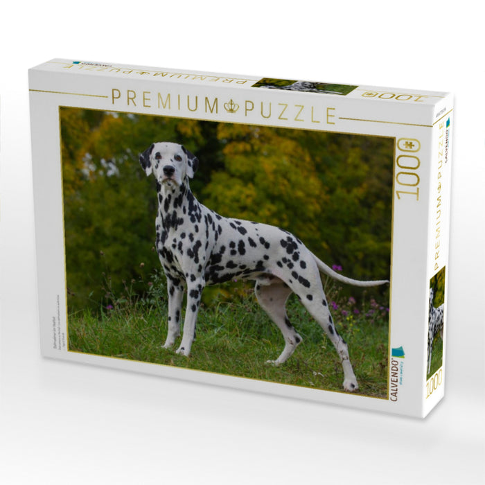 Dalmatiner im Herbst - CALVENDO Foto-Puzzle'