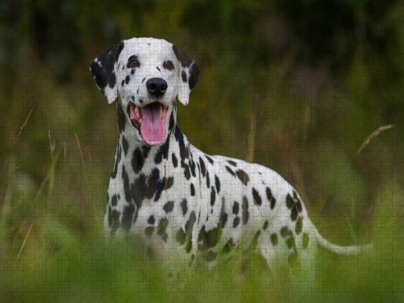 Dalmatiner - CALVENDO Foto-Puzzle'