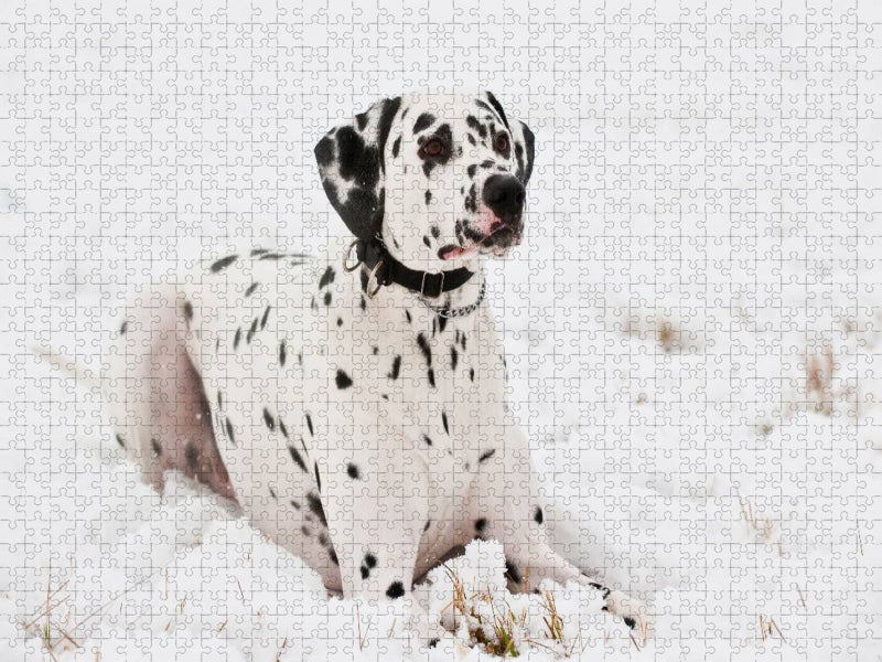 Dalmatiner im Winter - CALVENDO Foto-Puzzle'
