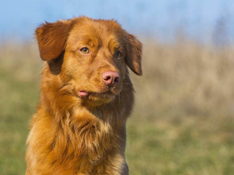 Nova Scotia Duck Tolling Retriever Porträt - CALVENDO Foto-Puzzle'