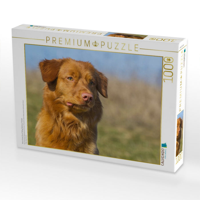 Nova Scotia Duck Tolling Retriever Porträt - CALVENDO Foto-Puzzle'