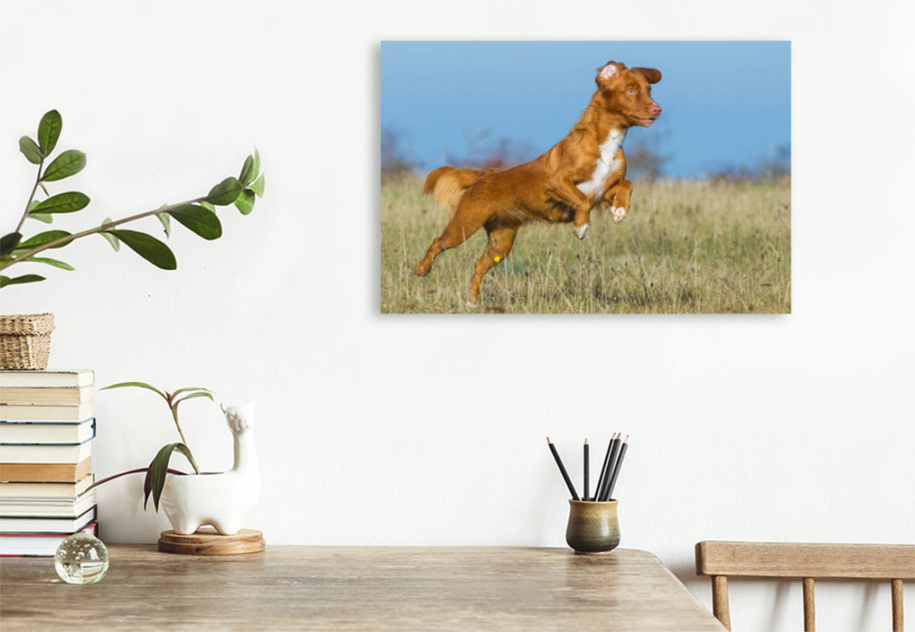 Premium Textil-Leinwand Premium Textil-Leinwand 120 cm x 80 cm quer Nova Scotia Duck Tolling Retriever auf dem Feld