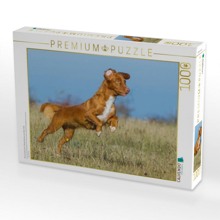 Nova Scotia Duck Tolling Retriever auf dem Feld - CALVENDO Foto-Puzzle'