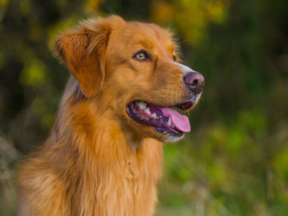 Nova Scotia Duck Tolling Retriever Rüdenporträt - CALVENDO Foto-Puzzle'