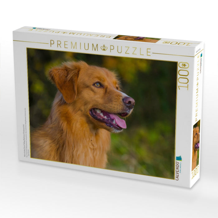 Nova Scotia Duck Tolling Retriever Rüdenporträt - CALVENDO Foto-Puzzle'