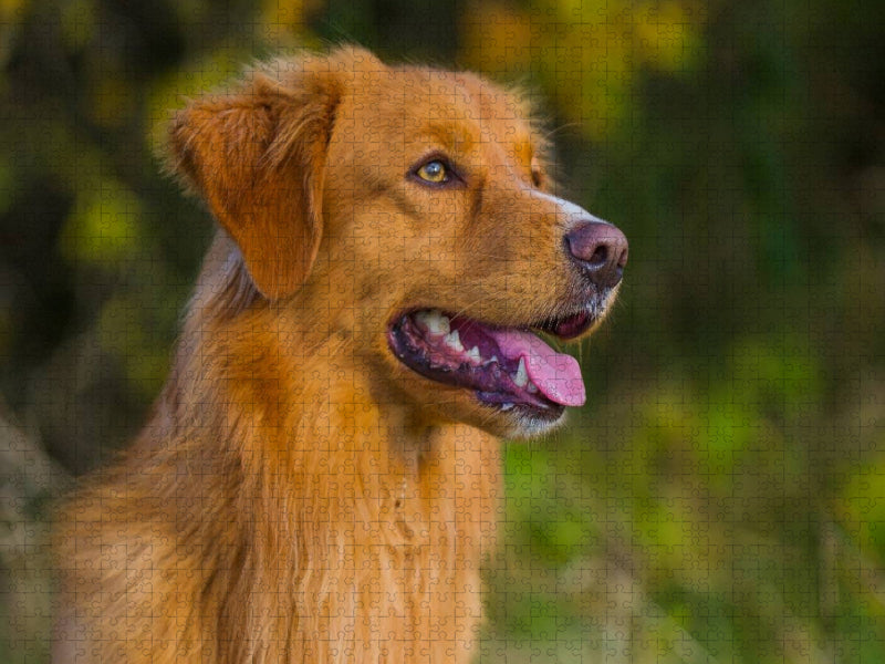 Nova Scotia Duck Tolling Retriever Rüdenporträt - CALVENDO Foto-Puzzle'