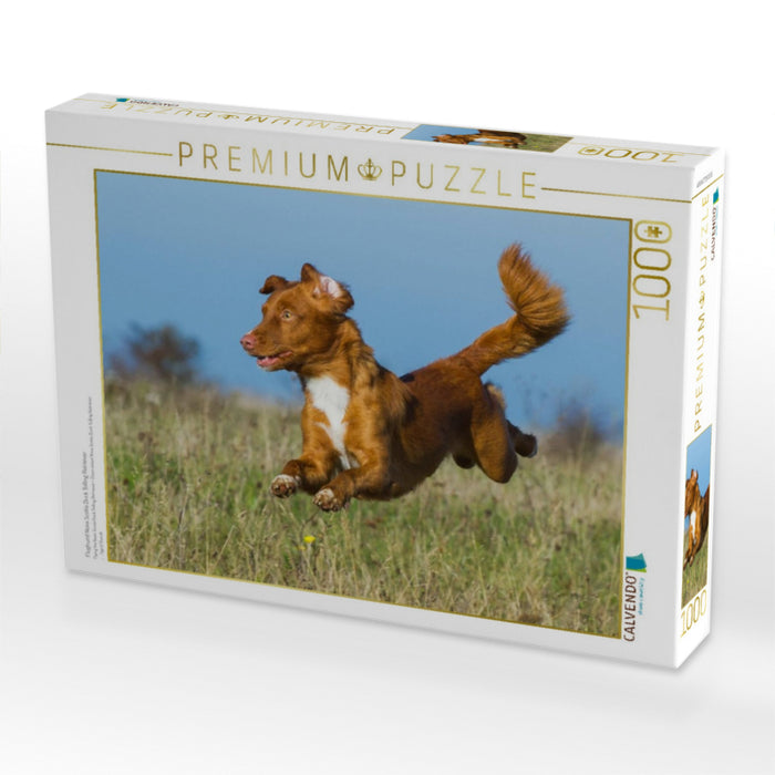 Flughund Nova Scotia Duck Tolling Retriever - CALVENDO Foto-Puzzle'