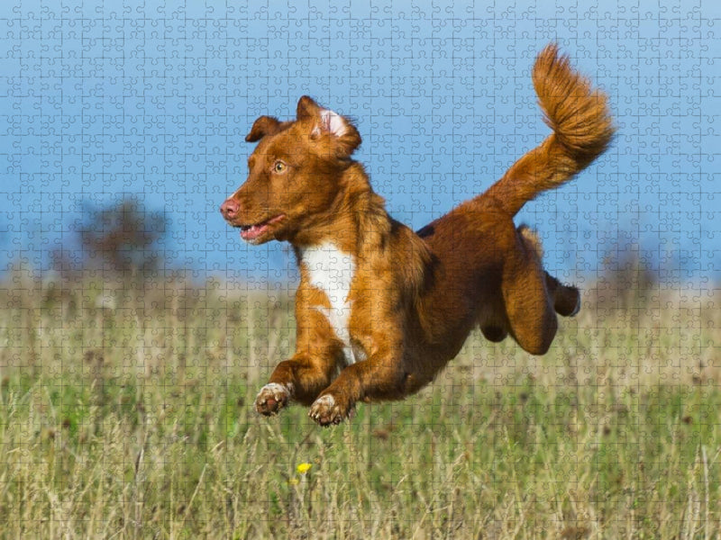 Flughund Nova Scotia Duck Tolling Retriever - CALVENDO Foto-Puzzle'
