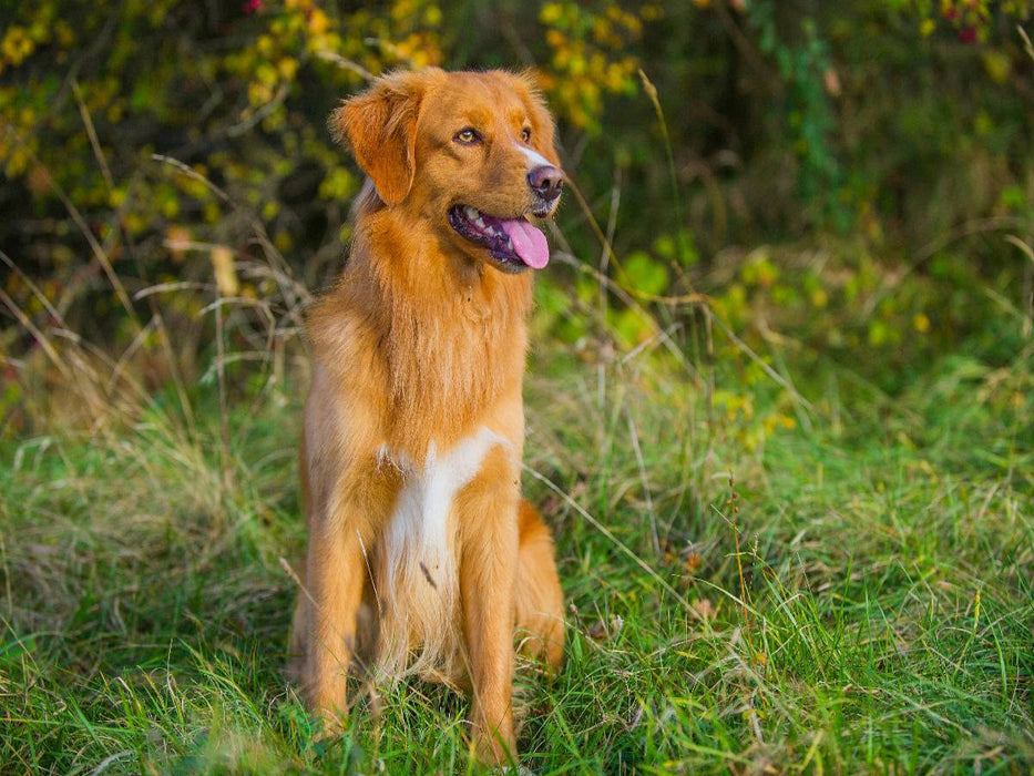 Nova Scotia Duck Tolling Retriever Rüde - CALVENDO Foto-Puzzle'