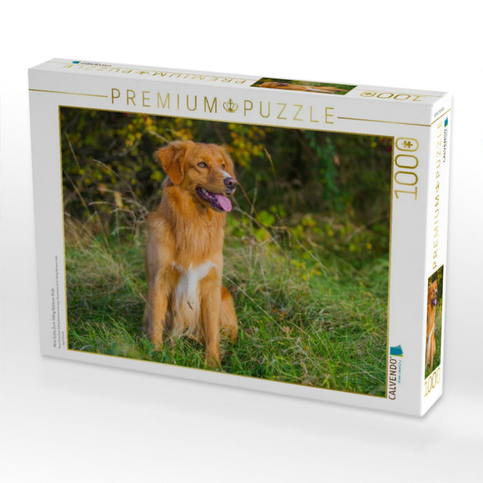Nova Scotia Duck Tolling Retriever Rüde - CALVENDO Foto-Puzzle'