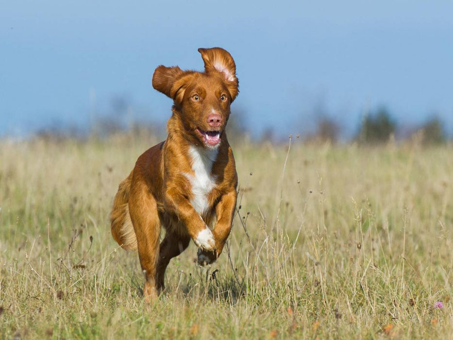 Nova Scotia Duck Tolling Retriever auf Jagd - CALVENDO Foto-Puzzle'
