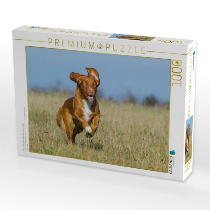 Nova Scotia Duck Tolling Retriever auf Jagd - CALVENDO Foto-Puzzle'