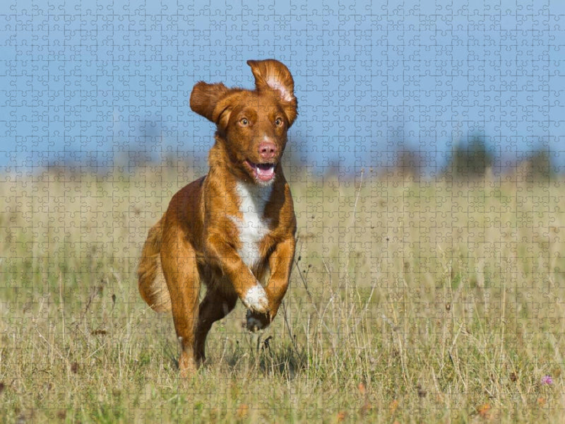 Nova Scotia Duck Tolling Retriever auf Jagd - CALVENDO Foto-Puzzle'