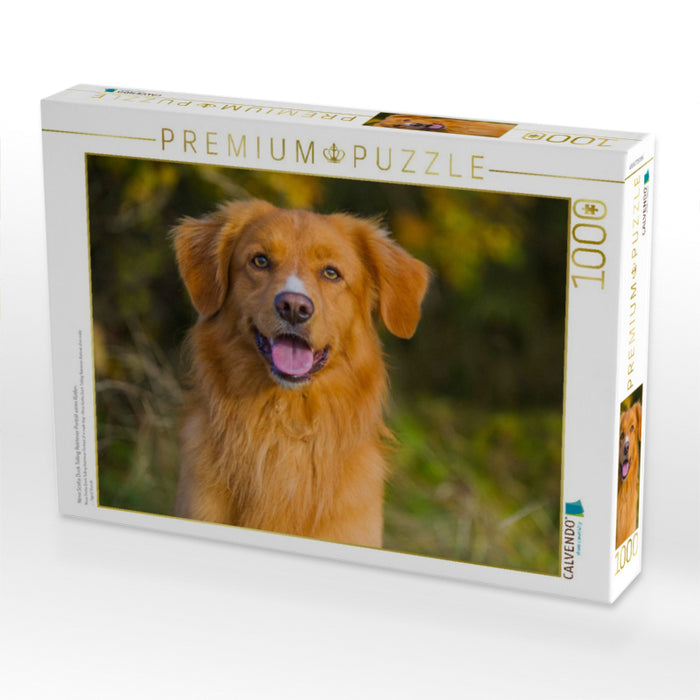 Nova Scotia Duck Tolling Retriever Porträt eines Rüden - CALVENDO Foto-Puzzle'