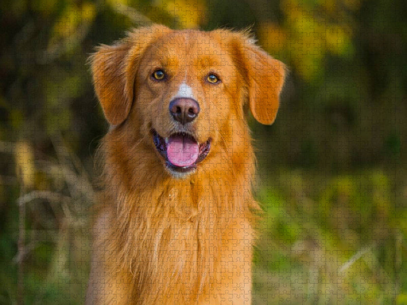 Nova Scotia Duck Tolling Retriever Porträt eines Rüden - CALVENDO Foto-Puzzle'