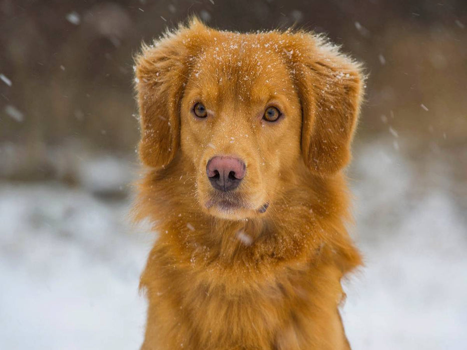 Nova Scotia Duck Tolling Retriever im Schnee - CALVENDO Foto-Puzzle'