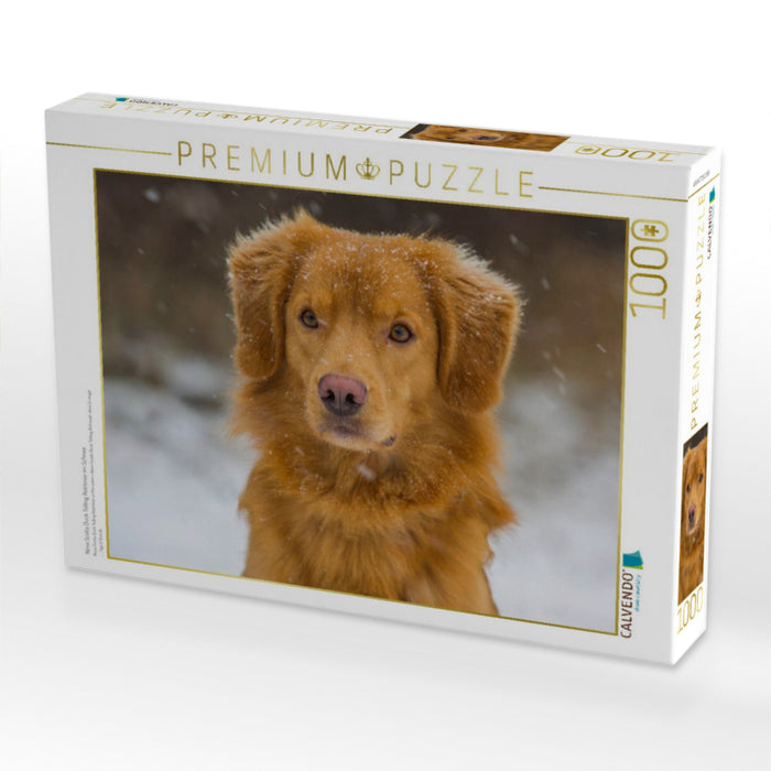 Nova Scotia Duck Tolling Retriever im Schnee - CALVENDO Foto-Puzzle'
