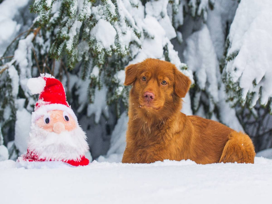 Nova Scotia Duck Tolling Retriever Weihnachten - CALVENDO Foto-Puzzle'