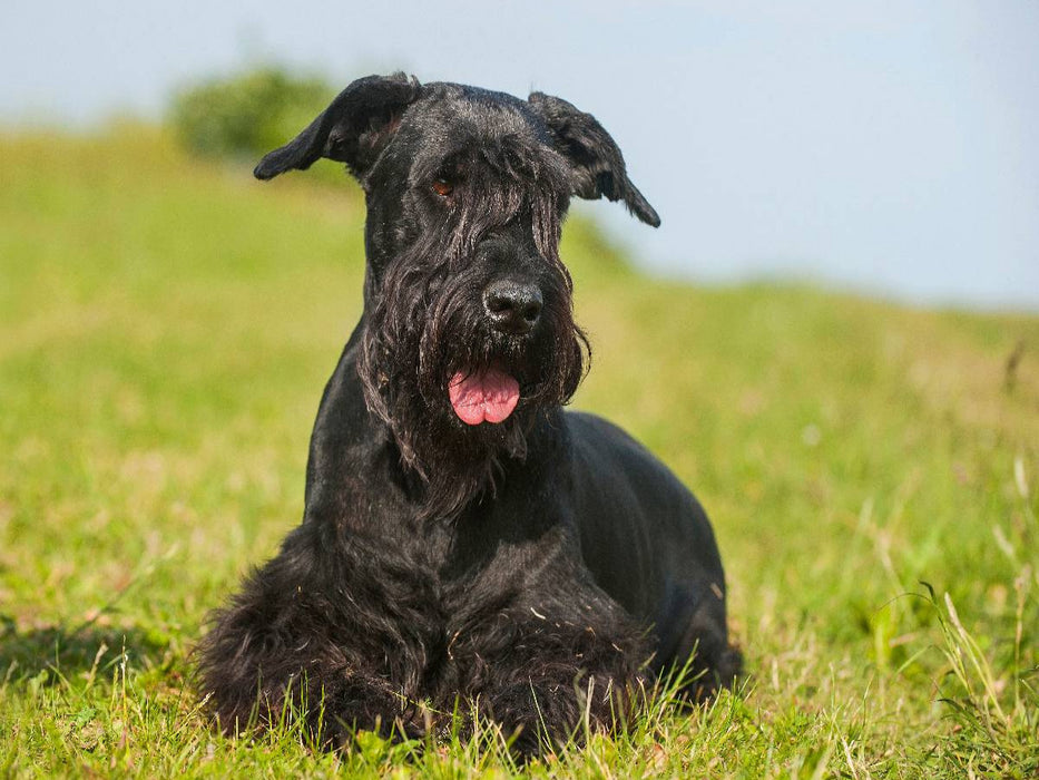 Riesenschnauzer liegt im Gras - CALVENDO Foto-Puzzle'