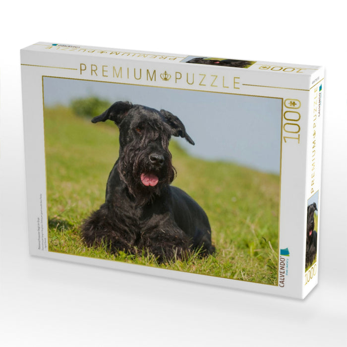 Riesenschnauzer liegt im Gras - CALVENDO Foto-Puzzle'