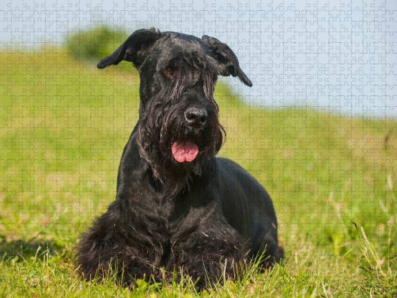 Riesenschnauzer liegt im Gras - CALVENDO Foto-Puzzle'
