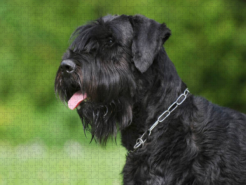 Riesenschnauzer Porträt - CALVENDO Foto-Puzzle'