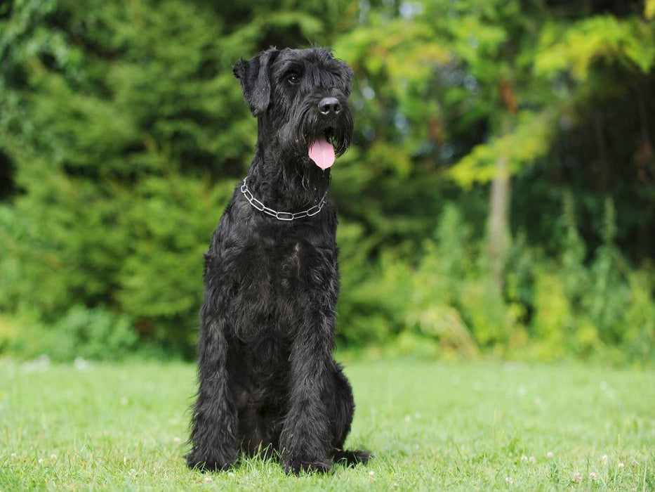 Sitzender Riesenschnauzer - CALVENDO Foto-Puzzle'