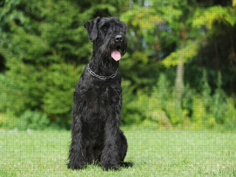 Sitzender Riesenschnauzer - CALVENDO Foto-Puzzle'