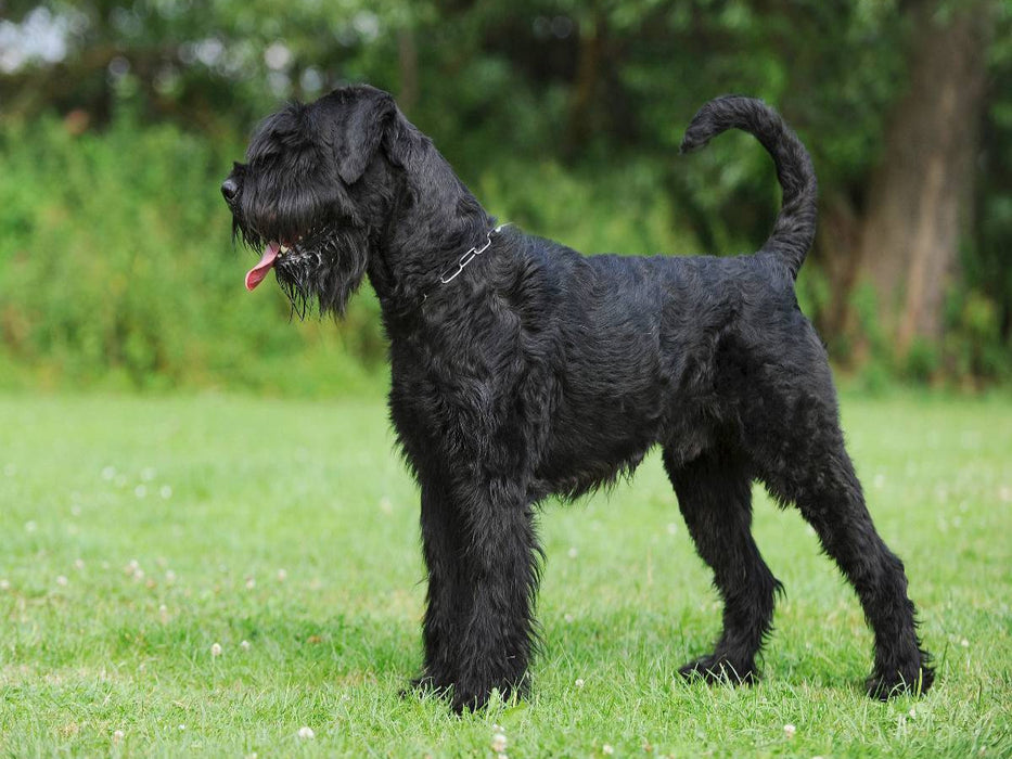 Stehender Riesenschnauzer - CALVENDO Foto-Puzzle'