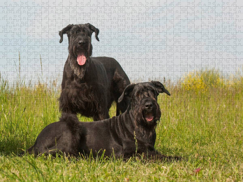 Zwei Riesenschnauzer - CALVENDO Foto-Puzzle'