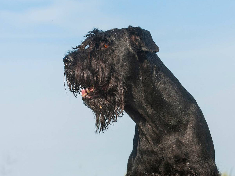 Riesenschnauzer Porträt einer Hündin - CALVENDO Foto-Puzzle'
