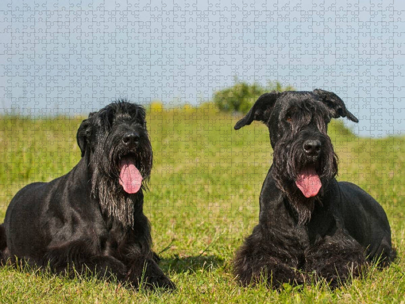 Zwei Riesenschnauzer auf der Wiese - CALVENDO Foto-Puzzle'