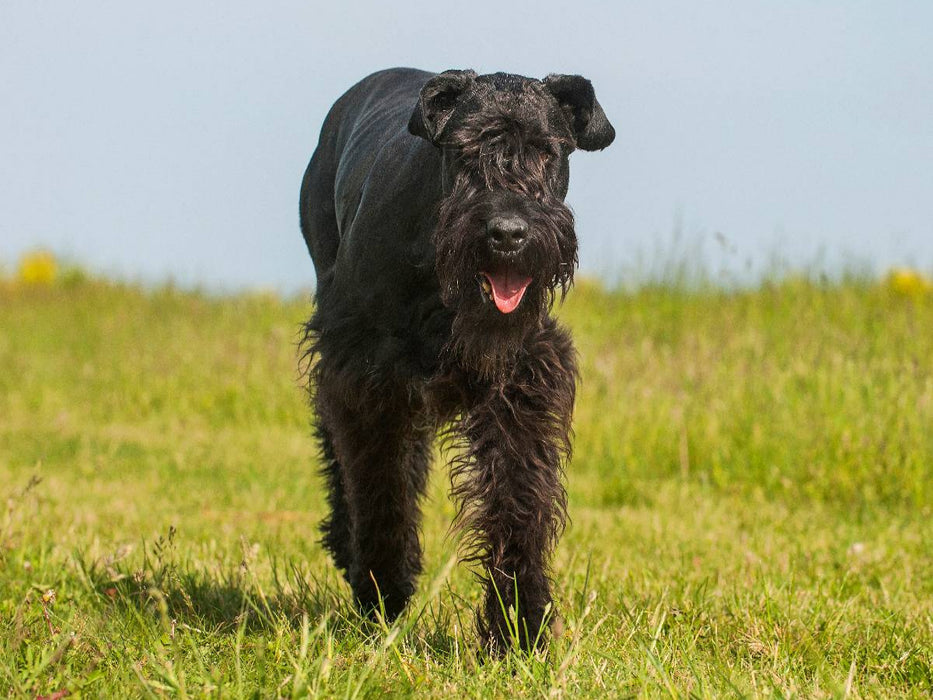 Bester Freund Riesenschnauzer - CALVENDO Foto-Puzzle'