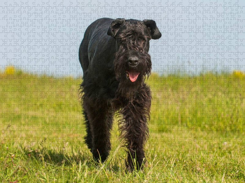 Bester Freund Riesenschnauzer - CALVENDO Foto-Puzzle'