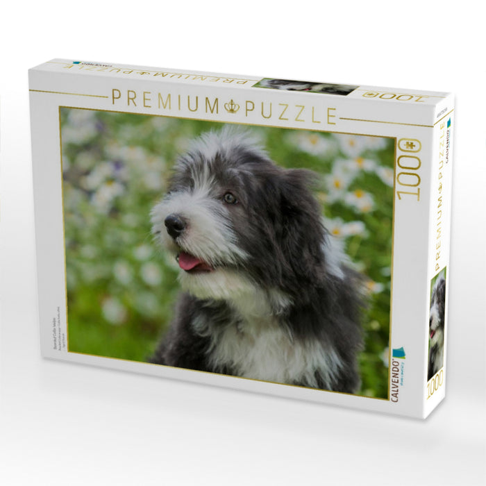 Bearded Collie Welpe - CALVENDO Foto-Puzzle'