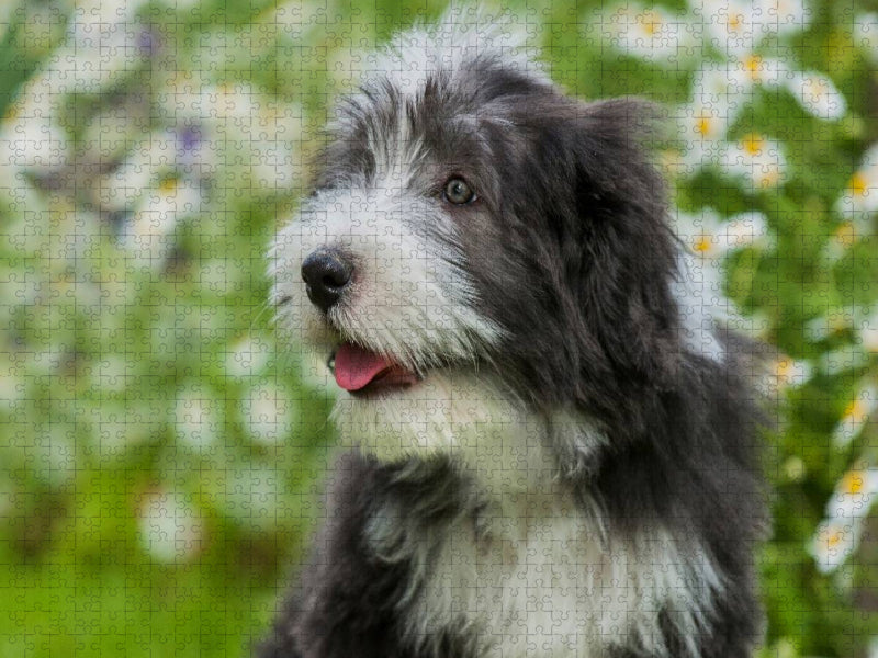 Bearded Collie Welpe - CALVENDO Foto-Puzzle'