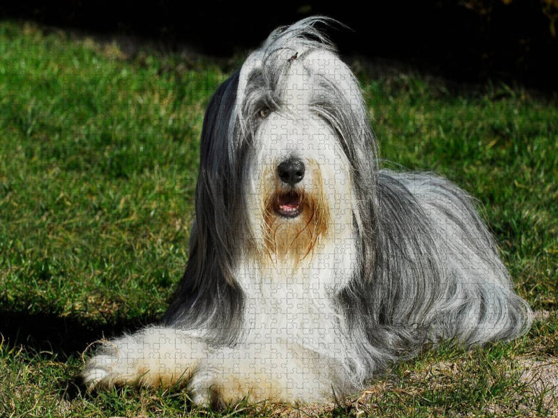 Bearded Collie auf der Wiese - CALVENDO Foto-Puzzle'