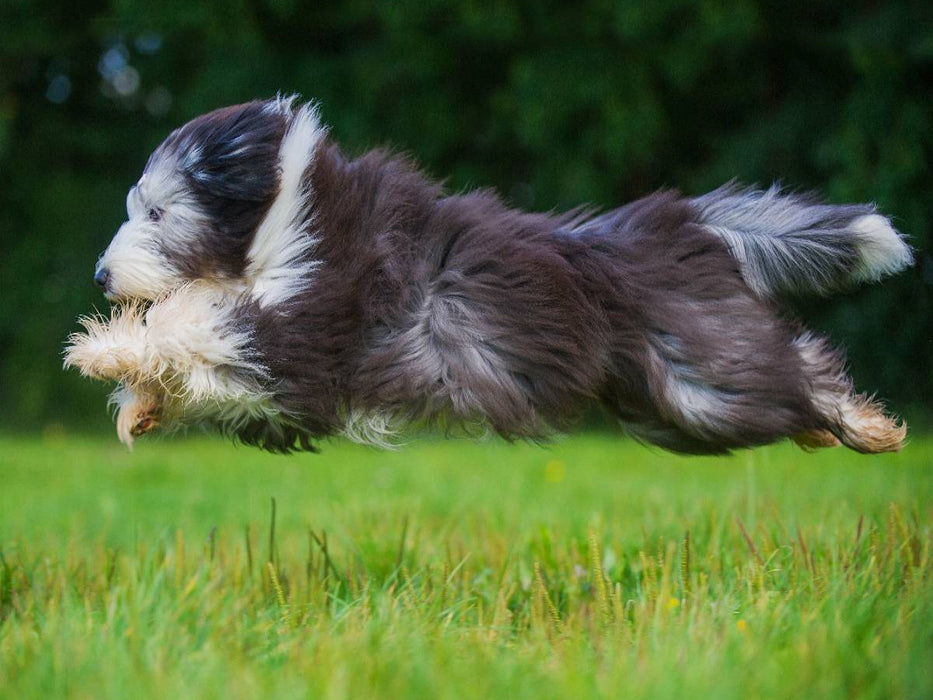 Bearded Collie im Flug über die Wiese - CALVENDO Foto-Puzzle'