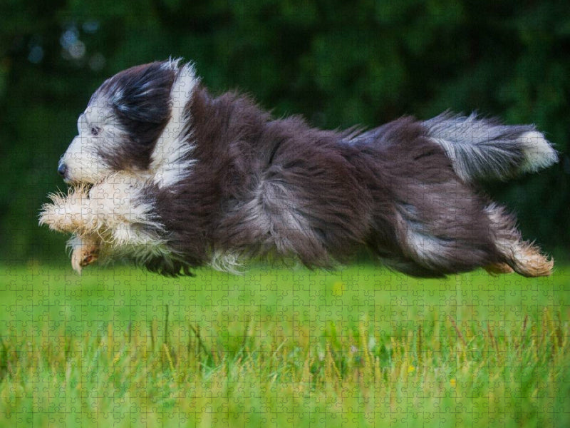 Bearded Collie im Flug über die Wiese - CALVENDO Foto-Puzzle'