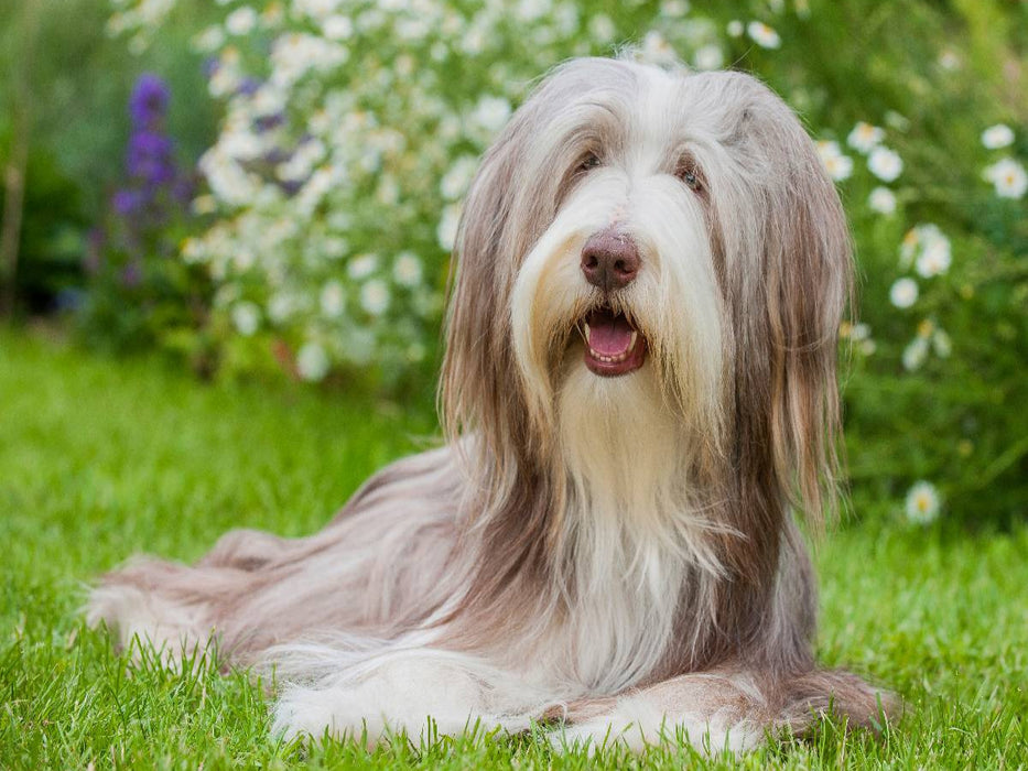 Bearded Collie Hündin - CALVENDO Foto-Puzzle'
