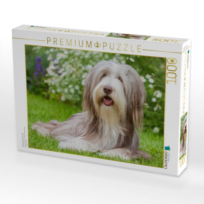 Bearded Collie Hündin - CALVENDO Foto-Puzzle'