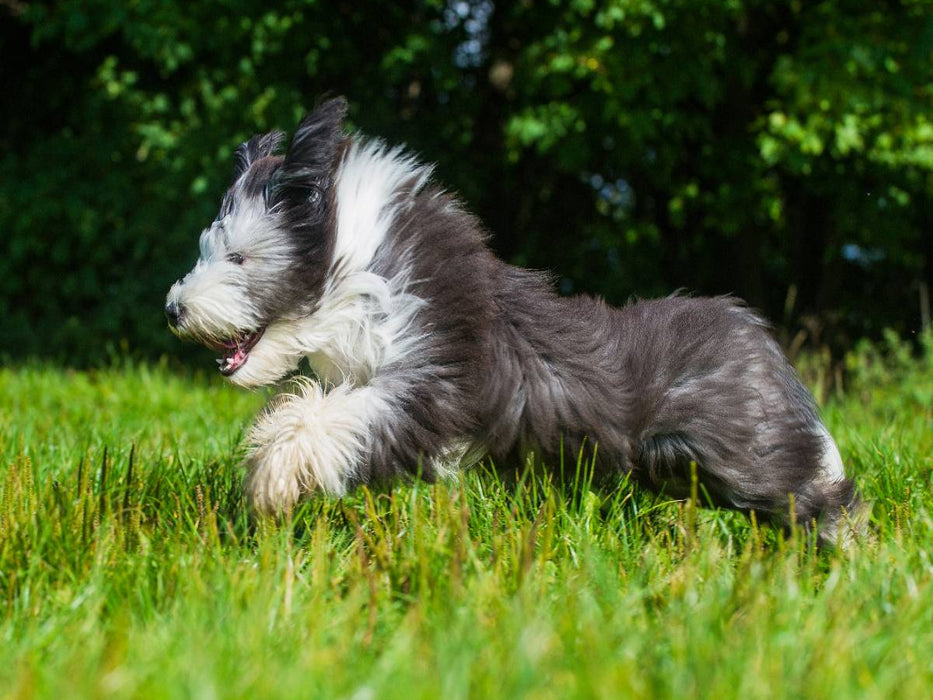 Bearded Collie Junghund - CALVENDO Foto-Puzzle'