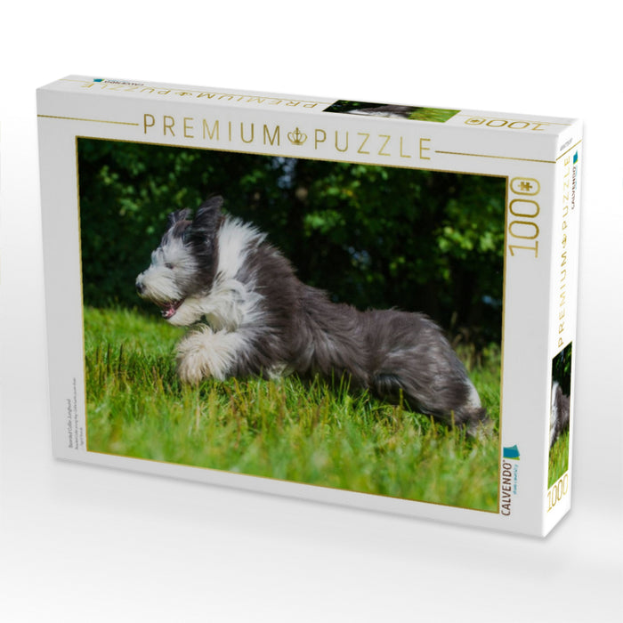 Bearded Collie Junghund - CALVENDO Foto-Puzzle'