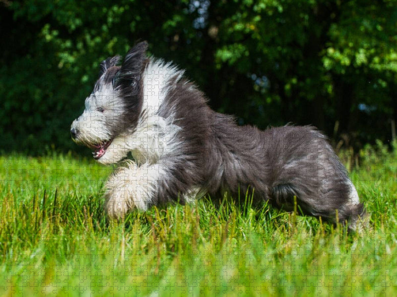 Bearded Collie Junghund - CALVENDO Foto-Puzzle'