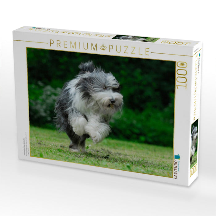 Rennender Bearded Collie - CALVENDO Foto-Puzzle'