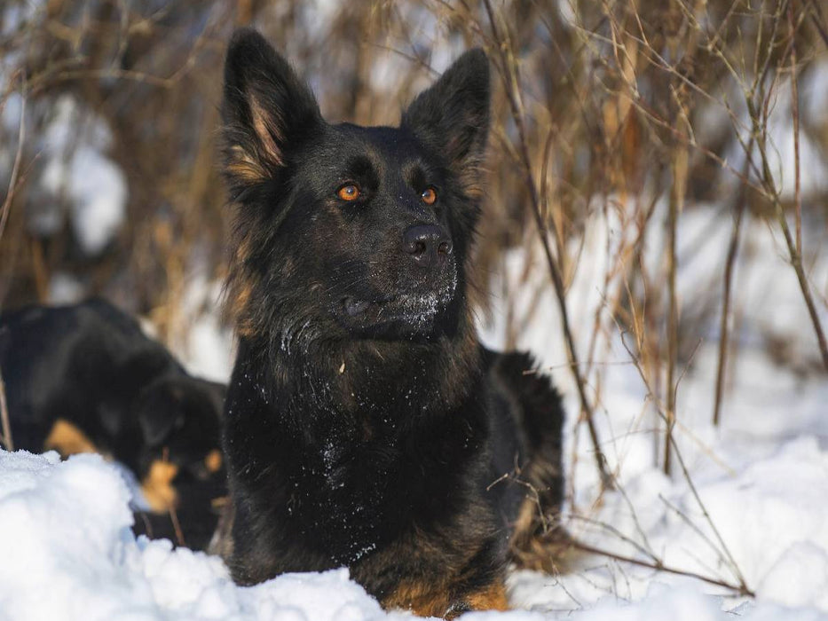 Gelbbacke, Altdeutscher Hütehund - CALVENDO Foto-Puzzle'