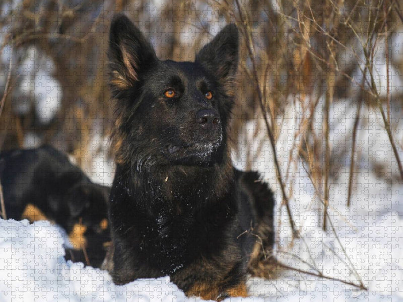 Gelbbacke, Altdeutscher Hütehund - CALVENDO Foto-Puzzle'
