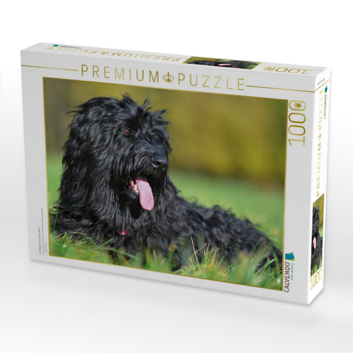 Schafpudel auf der Wise - CALVENDO Foto-Puzzle'
